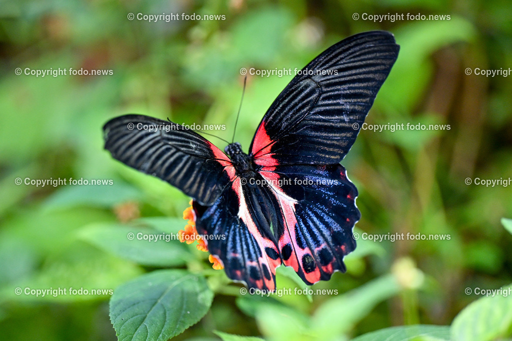 Botanischer Garten Linz_ Schmetterlinge_ Orchideen_ 21.01.2024-25 | 21.01.2024, Botanischer Garten Linz, AUT, Schmetterlinge, im Bild tropische Schmetterlinge, Schmetterling, Falter, Natur, Tiere, Blumen, Pflanzen, Insekten, Butterfly, Tropenhaus