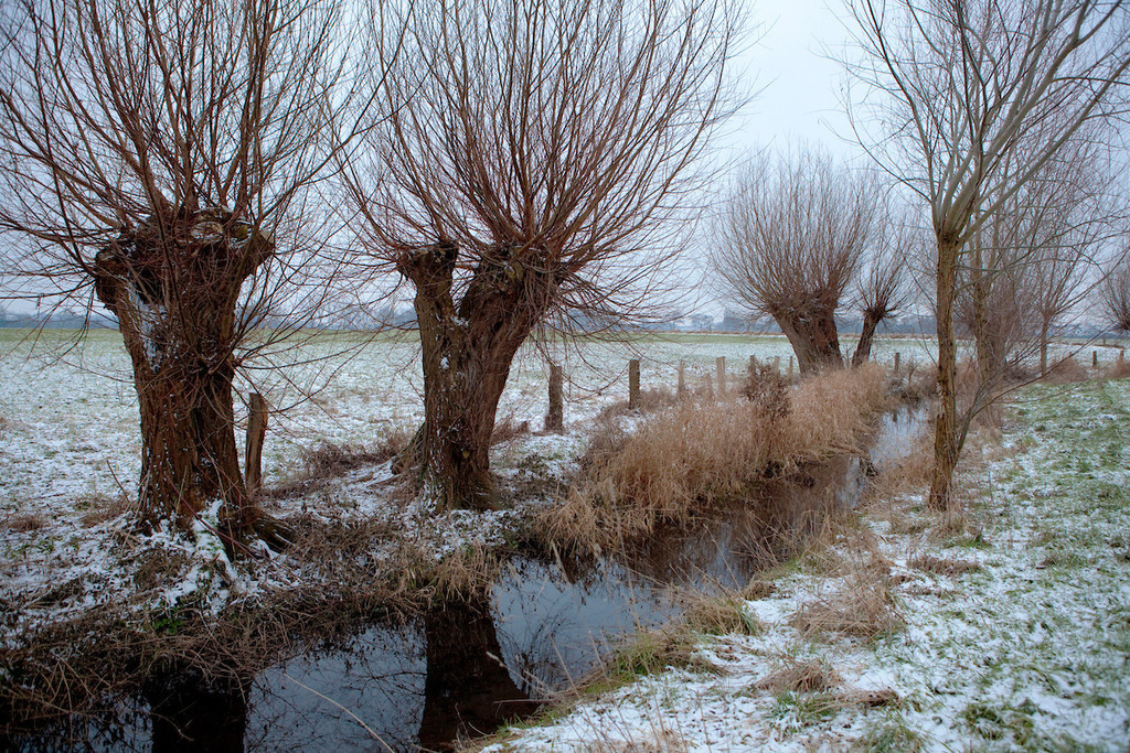 100102-123 | Europa, DEU, Deutschland, Nordrhein Westfalen, NRW, Rheinland, Niederrhein, Hoerstgen, Winter, Schnee, Baeume, Typische Kopfweiden, Wassergraben, Entwaesserungsgraben, Kategorien und Themen, Natur, Umwelt, Landschaft, Jahreszeiten, Stimmungen, Landschaftsfotografie, Landschaften, Landschaftsphoto, Landschaftsphotographie, Naturschutz, Naturschutzgebiete, Landschaftsschutz, Biotop, Biotope, Landschaftsschutzgebiete, Landschaftsschutzgebiet, Oekologie, Oekologisch, Typisch, Landschaftstypisch, Landschaftspflege....[Fuer die Nutzung gelten die jeweils gueltigen Allgemeinen Liefer-und Geschaeftsbedingungen. Nutzung nur gegen Verwendungsmeldung und Nachweis. Download der AGB unter http://www.image-box.com oder werden auf Anfrage zugesendet. Freigabe ist vorher erforderlich. Jede Nutzung des Fotos ist honorarpflichtig gemaess derzeit gueltiger MFM Liste - Kontakt, Uwe Schmid-Fotografie, Duisburg, Tel. (+49).2065.677997, ..archiv@image-box.com, www.image-box.com] - Realisiert mit Pictrs.com
