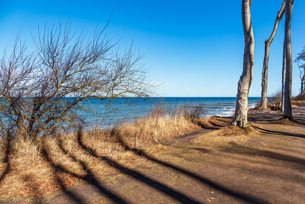 Gespensterwald an der Ostseeküste bei Nienhagen | Gespensterwald an der Ostseeküste bei Nienhagen.