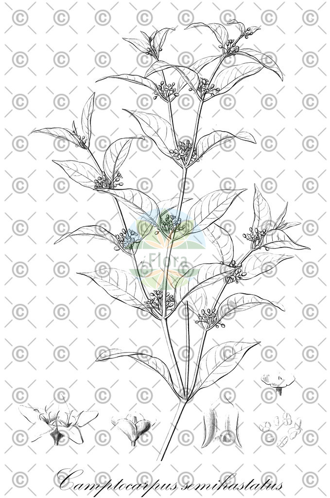 HistAbb_wfo-0001178216_1_ENZY_Simple | Historische Abbildung von Camptocarpus semihastatus - Apocynaceae | Historical Illustration of Camptocarpus semihastatus - Apocynaceae