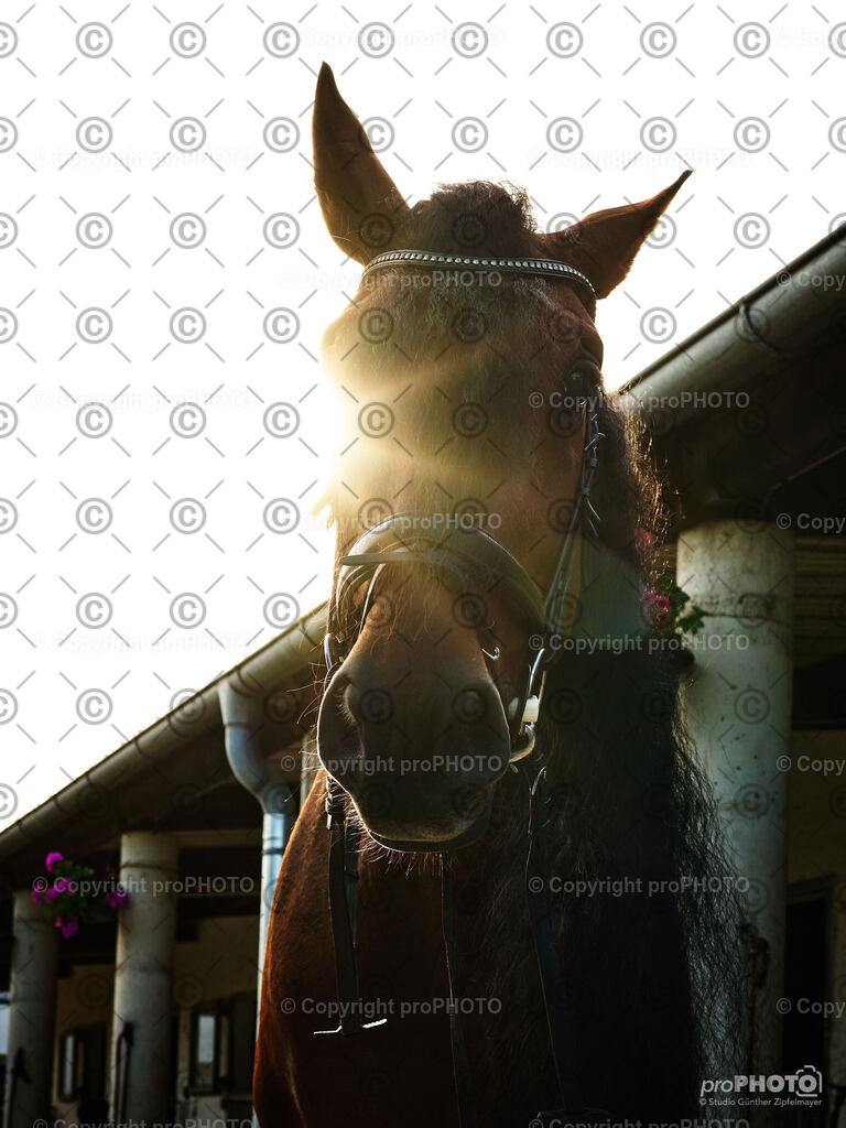 022_202406_Niki-Herodes_NZ9_9689 | proPHOTO - Realisiert mit Pictrs.com