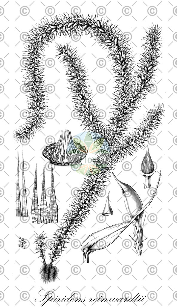 HistAbb_wfo-0001190413_1_ENZY_Simple | Historische Abbildung von Spiridens reinwardtii - Spiridentaceae | Historical Illustration of Spiridens reinwardtii - Spiridentaceae