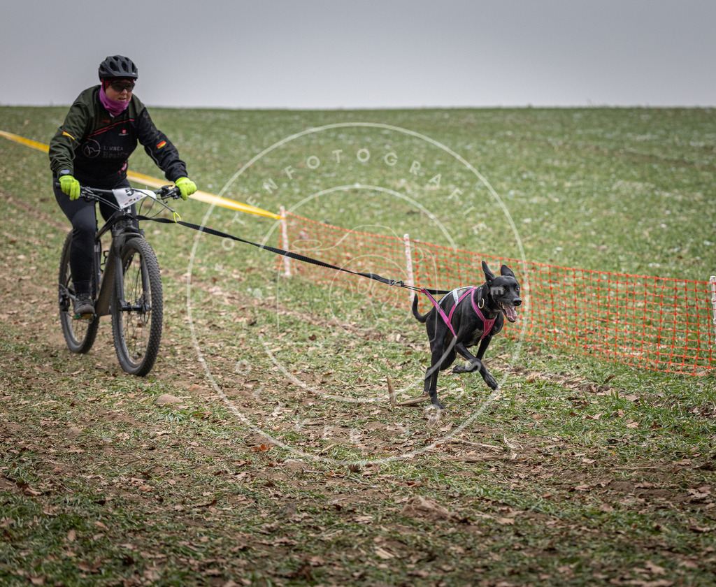 Pfotenfotografie_DV3A1640 | Hundefotografie, Tierfotograf, Pfotenfotografie, Fotoshooting Hund, Hunde Portrait, Hundesport, Hundeportraits, Heideshooting, Hunde, Sportfotograf, Hundefotograf, Turnierhundsport, THS,  - Realisiert mit Pictrs.com