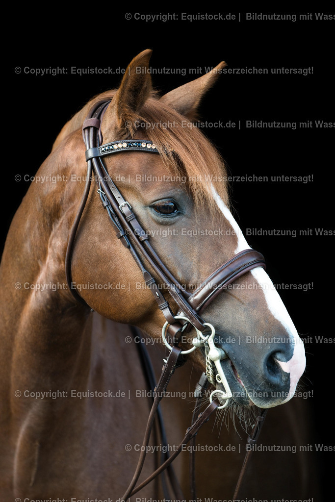 TS_20170624_Portrait_schwarzer_HG_Kandare_0001 | Foto: Thomas Hartig