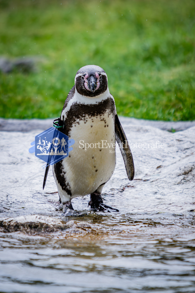 IMG_5600 | SportEventFotografie - Roman Stoiber