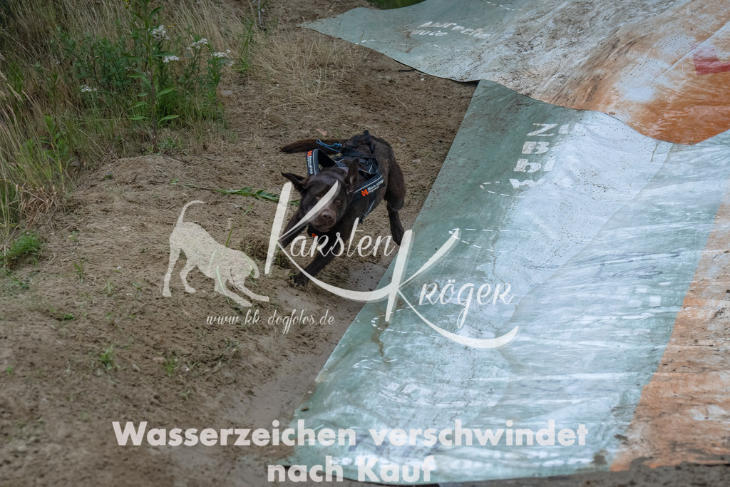 1718_ZZ91118-Bearbeitet | kk-dogfotos