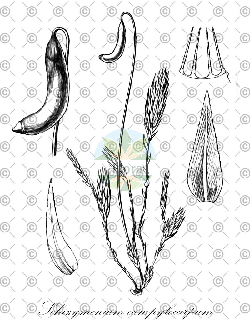 HistAbb_EMP_7529314_SRC_Schlechtendal_FLORAD_SIMPLE | Historische Abbildung von Schizymenium campylocarpum - Mniaceae | Historical Illustration of Schizymenium campylocarpum - Mniaceae