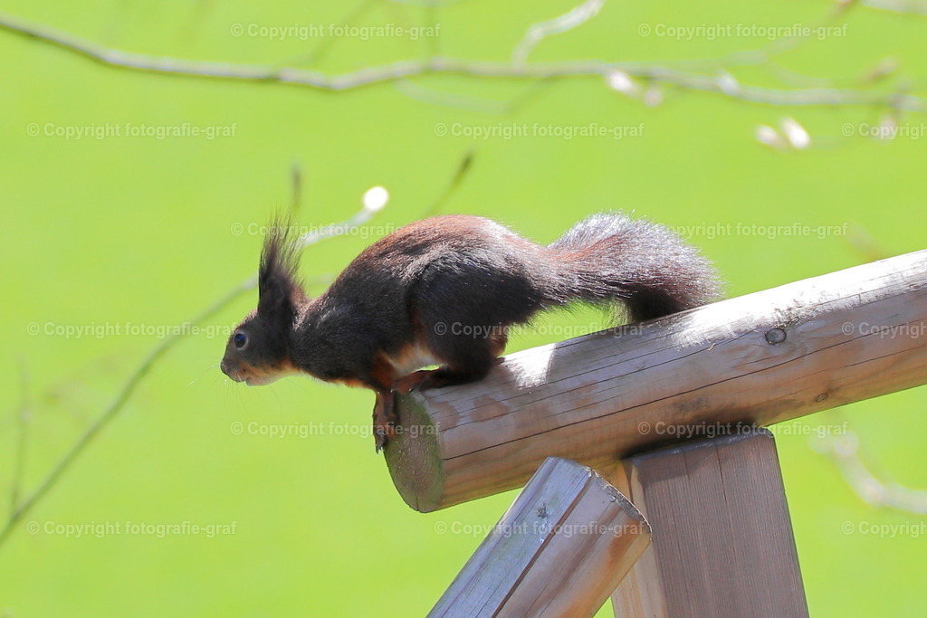 IMG_0396-2 | fotografie-graf - Realisiert mit Pictrs.com