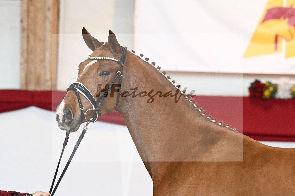 Kat-Nr. 53 Va Bene x Locksley III_Albert_43230921 | hf-fotografie - Realisiert mit Pictrs.com