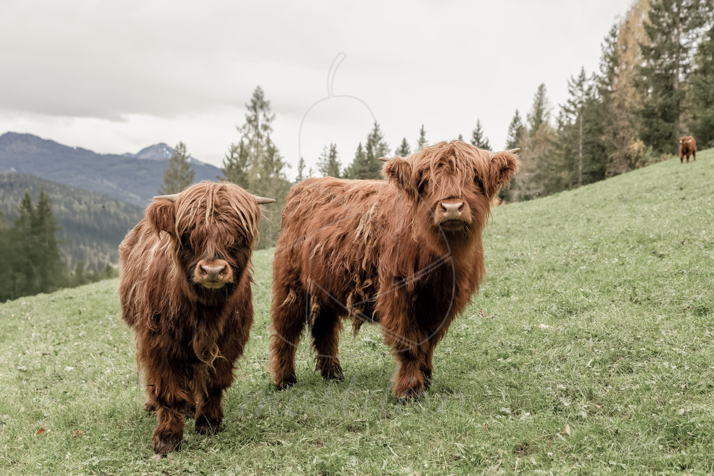 Hochlandrinder | Ihre Fotografin im Lungau, ihre Fotografin im Mostviertel, Wandbilder Onlineshop, Imagefotos für Ihr Unternehmen,  - Realisiert mit Pictrs.com
