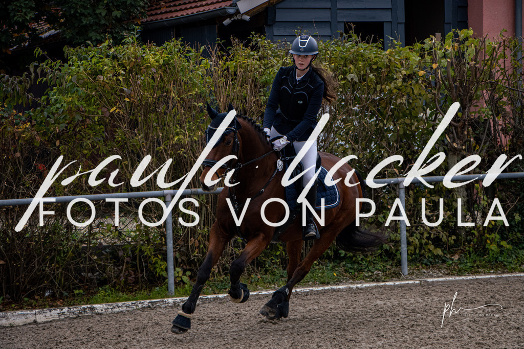 IMG_3654 | Erleben Sie dynamische Sport- und emotionale Tierfotografie in Süddeutschland mit Fotos von Paula. Spezialisiert auf Pferde- und Hundefotografie sowie Sportevents. Kontaktieren Sie mich für einzigartige und ausdrucksstarke Bilder Ihrer besonderen Momente. - Realisiert mit Pictrs.com