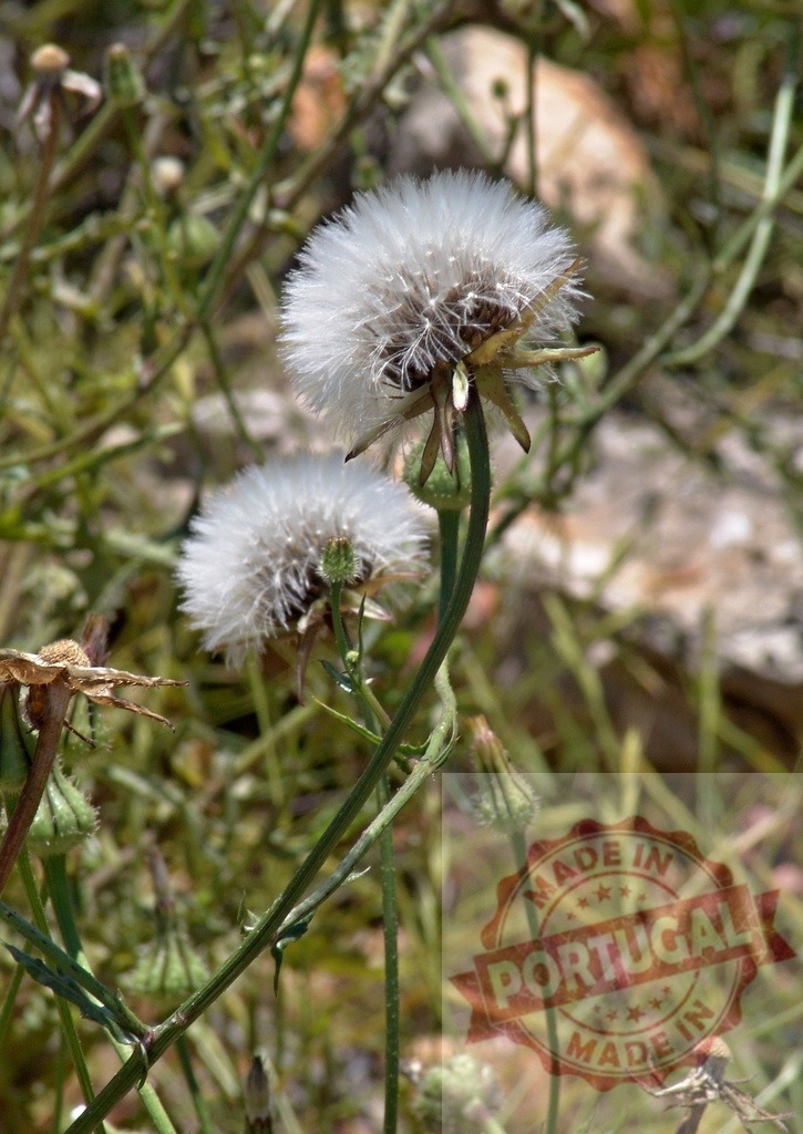 Two ripe dandelions growing in uncultivated field | Two ripe dandelions with seeds ready to be dispersed by wind growing in a field - Realisiert mit Pictrs.com