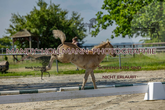 FS Berne 26 (284 von 474) | mandyhollmannphotographie