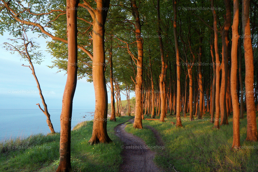Zauber im Märchenwald am Meer | Nur wenige Minuten dauert die Märchenstunde im Küstenwald bei Sonnenuntergang.