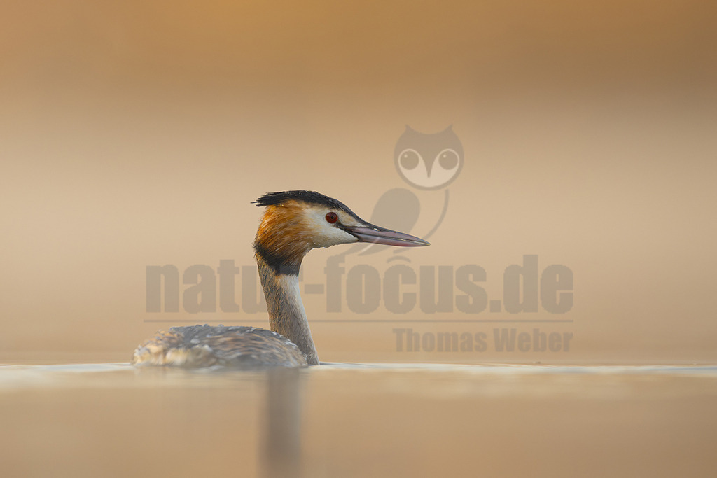 R6NF5217_20250309 | Der Haubentaucher ist eine Vogelart aus der Familie der Lappentaucher. Der etwa stockentengroße Vogel ist der größte, häufigste und bekannteste Vertreter dieser Familie von Wasservögeln. Er brütet auf Süßwasserseen und größeren Teichen mit röhrichtbewachsenen Ufern. - Realisiert mit Pictrs.com