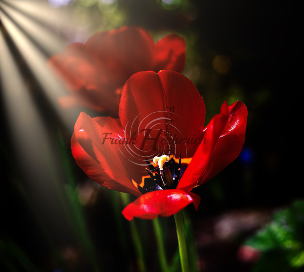 _X0A8766-Editbea | Frank Herberich Fotografie, Frank Herberich, Fotografie, Hochzeit, Portrait, St. Peter Ording, Ording, Westerhever, Nordsee, Frank Fotografie, Hardheim,  Odenwald,Walldürn, Band,Eventfotografie - Realisiert mit Pictrs.com