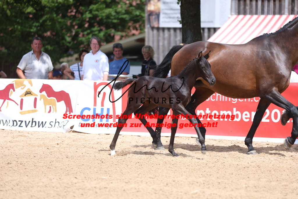 Fohlenschau_Schwäbisch_Hall_dressurbetonte_Fohlen_KN 52_8 | lmwpictures - Realisiert mit Pictrs.com