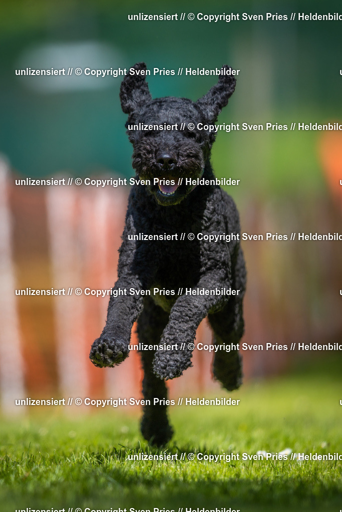 Hunderennen_April_2026_114 | 2026-04-26 - Hunderennen Baden-Oos April 2026 - Realisiert mit Pictrs.com