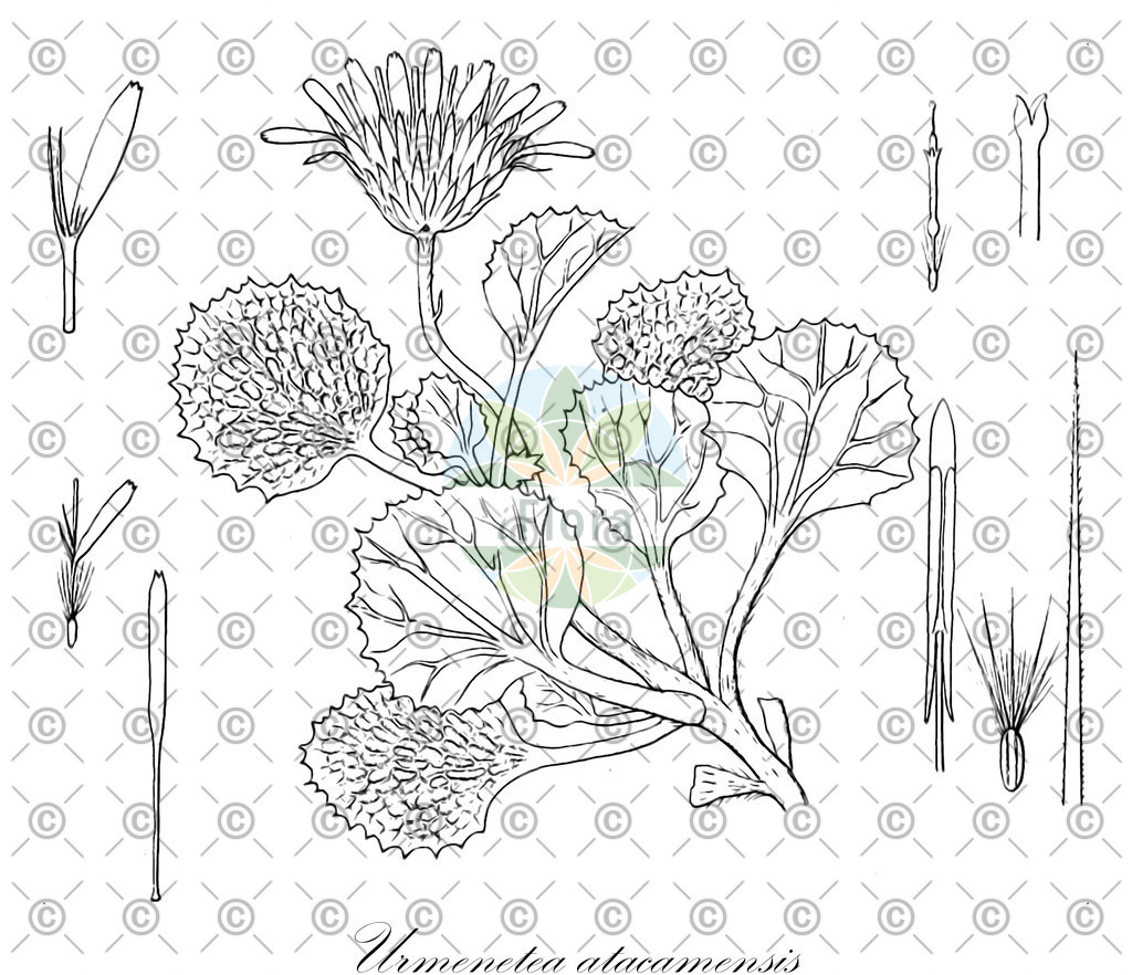 HistAbb_6489Y_1_ENZY_Simple | Historische Abbildung von Urmenetea atacamensis - Asteraceae | Historical Illustration of Urmenetea atacamensis - Asteraceae