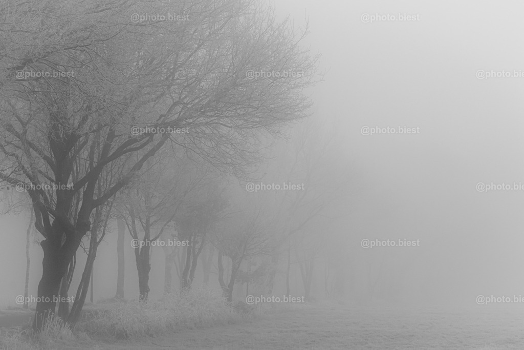 Eisnebel-Chaussee | Bäume am vernebelten Wintermorgen. - Realisiert mit Pictrs.com