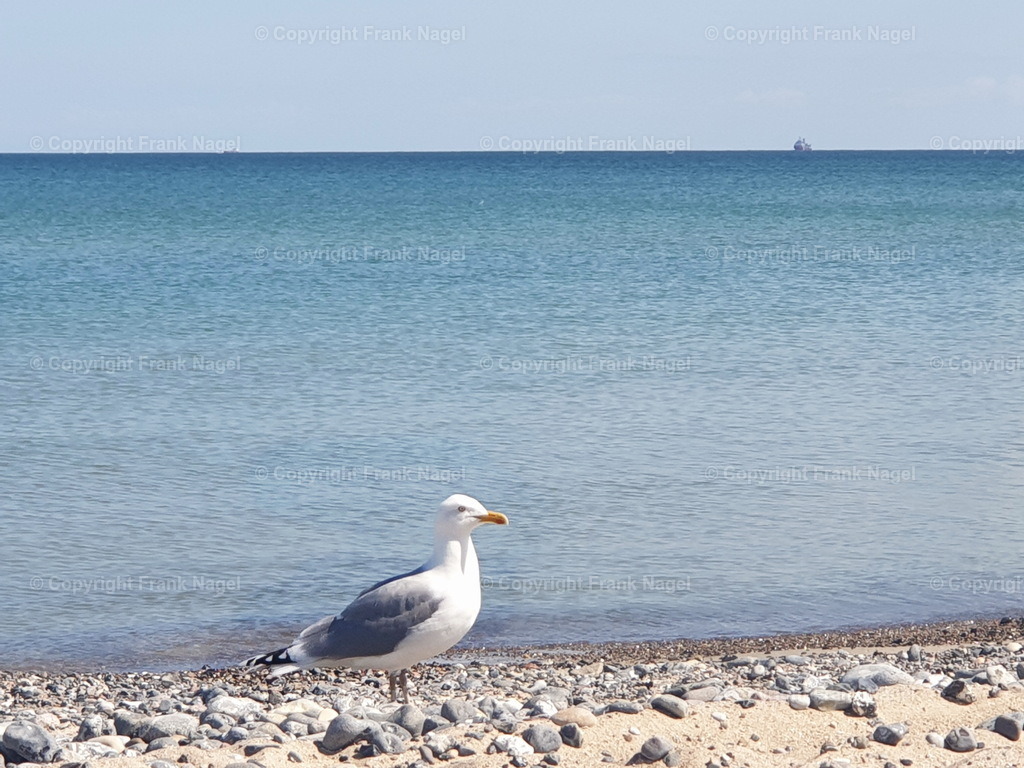 Silbermöwe am Strand | Silbermöwen am Strand in Prora auf Rügen - Realisiert mit Pictrs.com