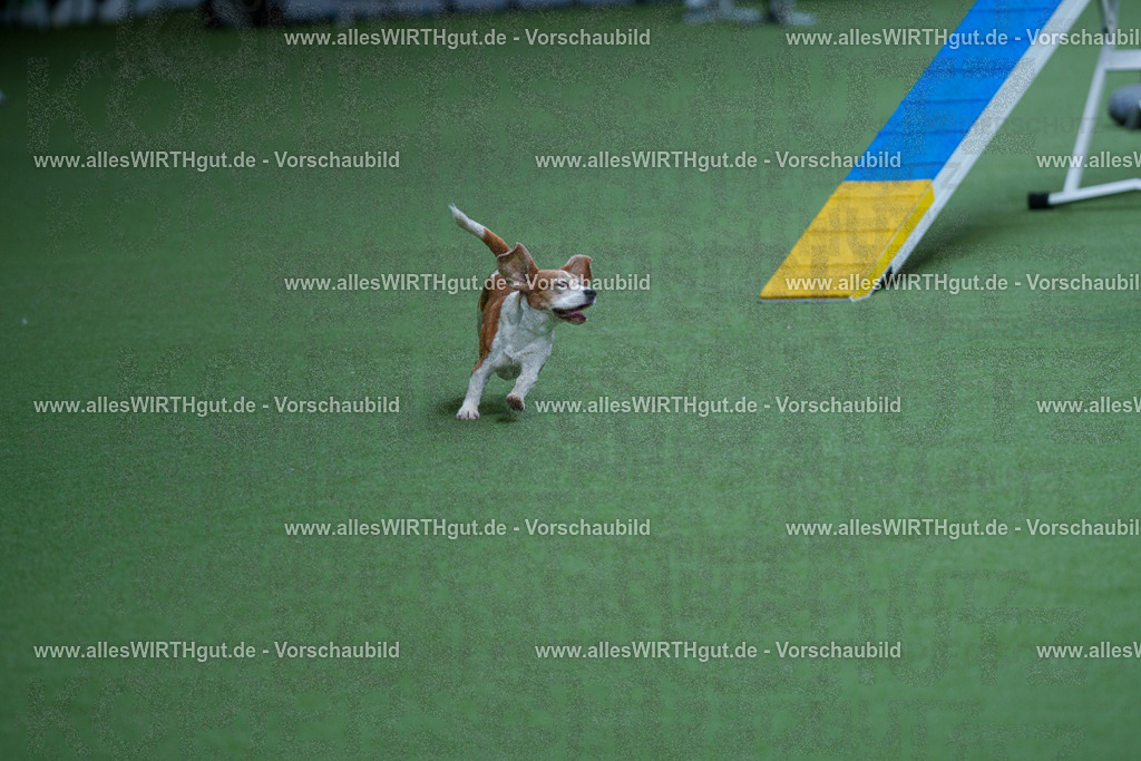 @allesWIRTHgut_Tierfotografie - www.allesWIRTHgut.de - 2604261115-7R509380 | Professionelle Tierfotografie in Mönchengladbach von Daniel Wirth (allesWIRTHgut). Liebevolle & natürliche Bilder von Hunden & Katzen für unvergessliche Erinnerungen.