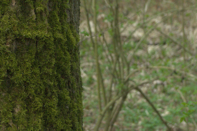 Bemooste Borke | Verkauf von Fotos und  Videoclips zumThema Natur.Motive sind Pflanzen, Tiere, Landschaftenund Wetter - Realisiert mit Pictrs.com