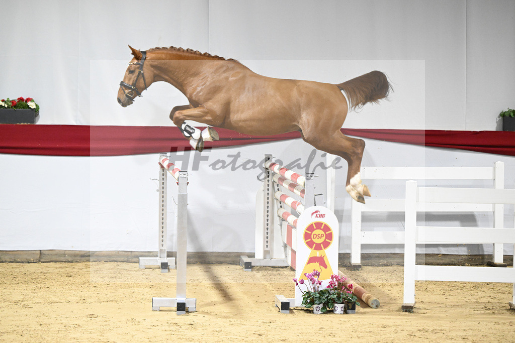 Kat-Nr. 43 v. Arko Junior PMS_Wurm_63221043 | hf-fotografie - Realisiert mit Pictrs.com