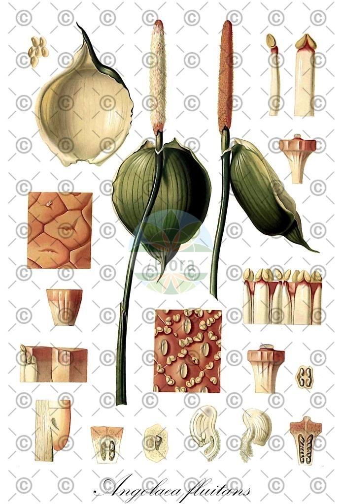 HistAbb_wfo-0000536542_73_ENZY_Simple | Historische Abbildung von Angolaea fluitans - Podostemaceae | Historical Illustration of Angolaea fluitans - Podostemaceae