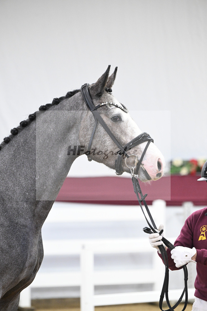 Kat-Nr. 83 Hickstead White x Chacco-Blue_Thomas Koeniger_47252811 | hf-fotografie - Realisiert mit Pictrs.com