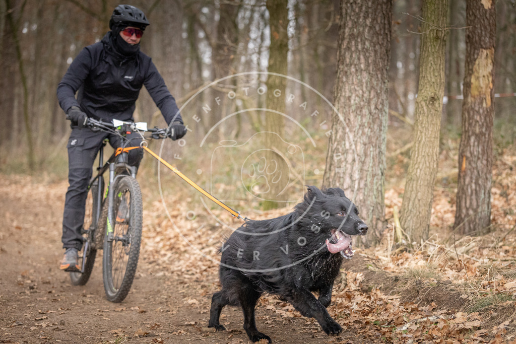 Pfotenfotografie_DV3A6407 | Hundefotografie, Tierfotograf, Pfotenfotografie, Fotoshooting Hund, Hunde Portrait, Hundesport, Hundeportraits, Heideshooting, Hunde, Sportfotograf, Hundefotograf, Turnierhundsport, THS,  - Realisiert mit Pictrs.com