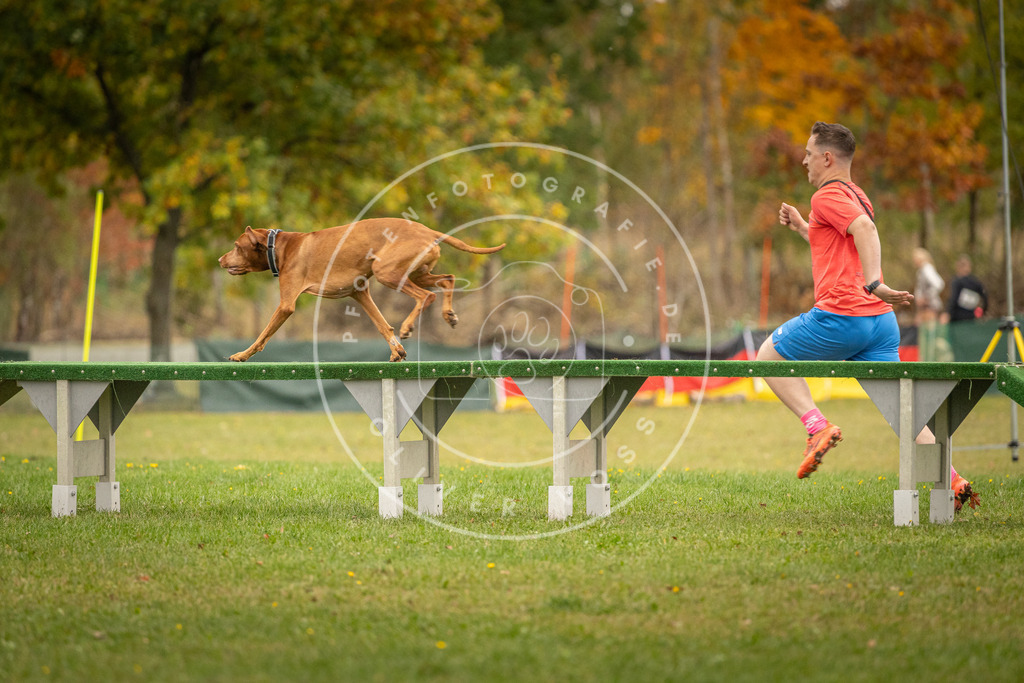 Pfotenfotografie_DV3A7138 | Hundefotografie, Tierfotograf, Pfotenfotografie, Fotoshooting Hund, Hunde Portrait, Hundesport, Hundeportraits, Heideshooting, Hunde, Sportfotograf, Hundefotograf, Turnierhundsport, THS,  - Realisiert mit Pictrs.com