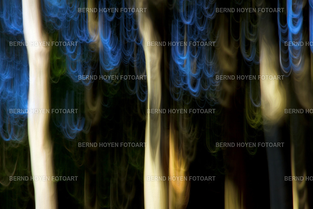 blue hair | Fotografie einiger Bäume im Naturpark Saar-Hunsrück, Deutschland.Die Aufnahme entstand durch Langzeitbelichtung und Mitziehen der Kamera (ICM / Wischtechnik). Durch entsprechende Bildbearbeitung wurde ein malerischer Effekt hinzugefügt. |  Photograph of some trees in the Saar-Hunsrück Nature Park, Germany.The image was created using a long exposure and panning the camera (ICM / panning technique). A painterly effect was added through appropriate image editing. - Realisiert mit Pictrs.com