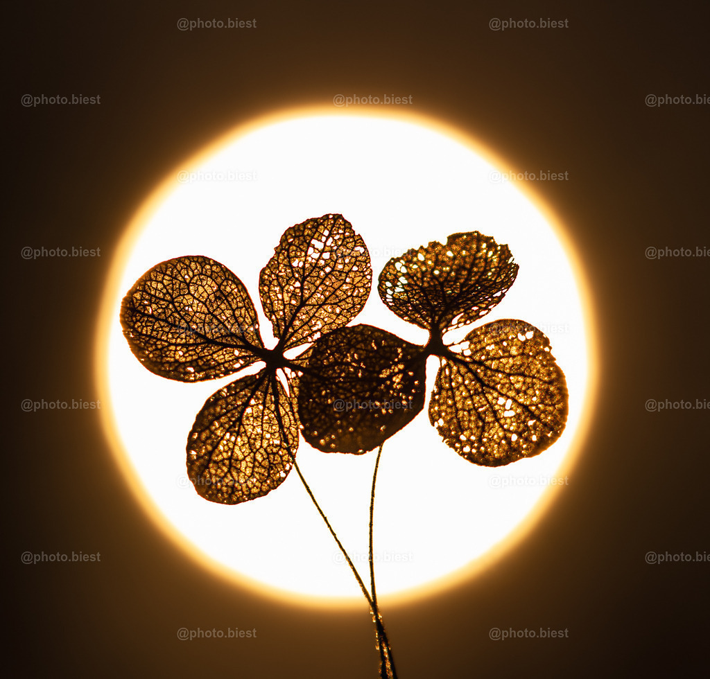 Doppeltes Glück | Zwar keine Kleeblätter, dafür aber winzig kleine (Alt)blüten einer Hortensie. Im Hintergrund die Sonne. - Realisiert mit Pictrs.com
