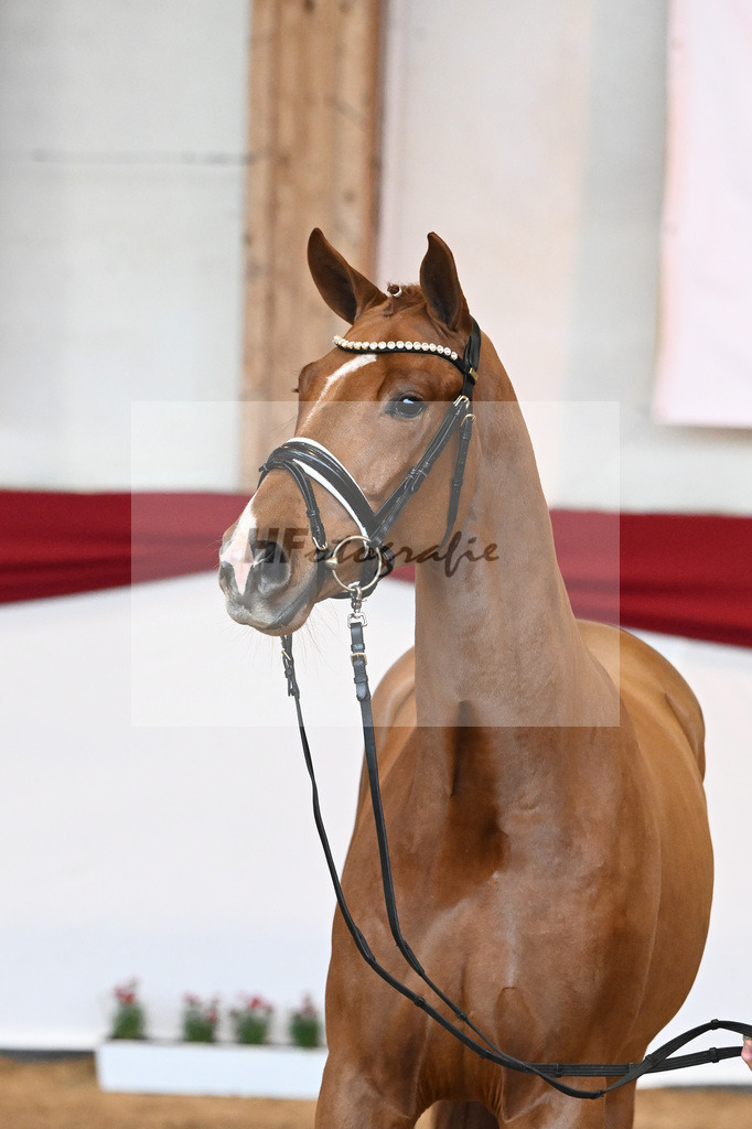 Kat-Nr. 53 Va Bene x Locksley III_Albert_43230927 | hf-fotografie - Realisiert mit Pictrs.com