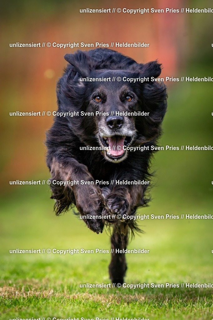 Sven Pries | 2024-09-22 - Hunderennen Baden-BadenPudelverein - Realisiert mit Pictrs.com