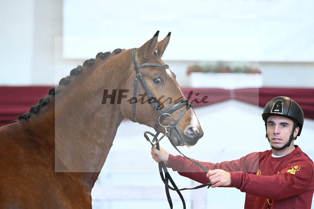 Kat-Nr. 13 v. Chaccoon Blue_Schmid_66221319 | hf-fotografie - Realisiert mit Pictrs.com