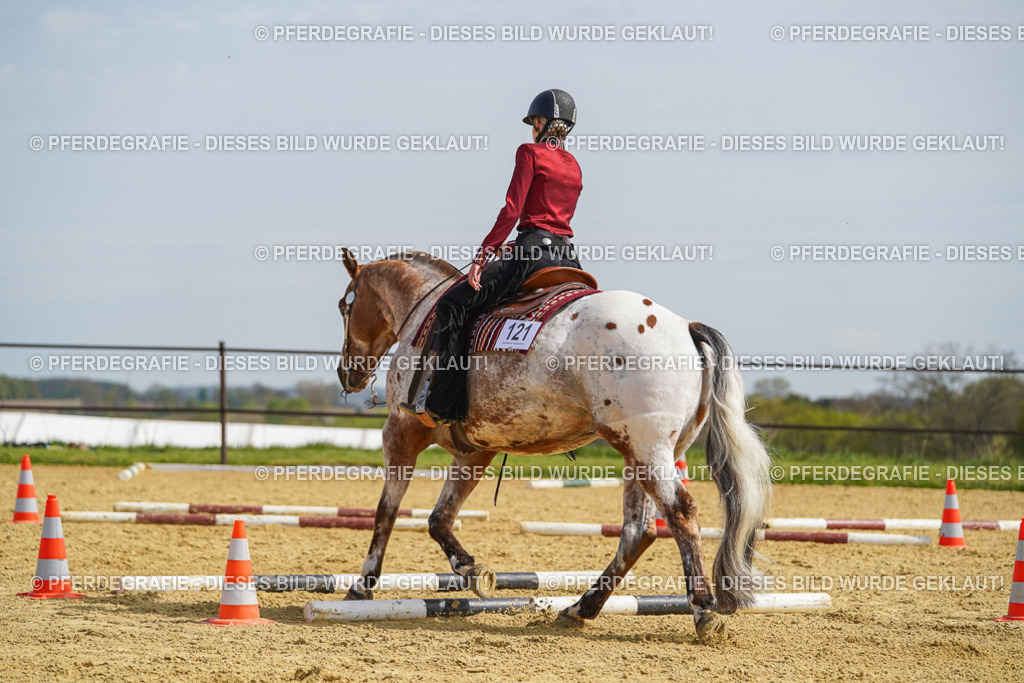 DSC04416 | Pferdegrafie