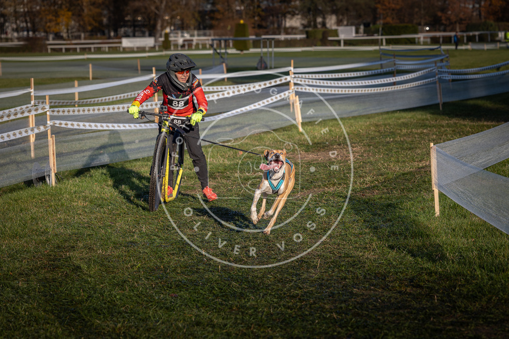 CaniXpix_0L8A3846 | Hundefotografie, Tierfotograf, Pfotenfotografie, Fotoshooting Hund, Hunde Portrait, Hundesport, Hundeportraits, Heideshooting, Hunde, Sportfotograf, Hundefotograf, Turnierhundsport, THS,  - Realisiert mit Pictrs.com