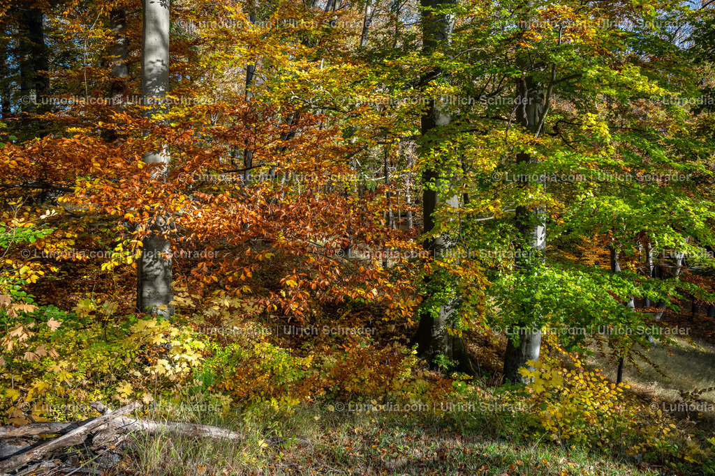 10049-12629 - Schloßpark Ilsenburg im Harz | Stockfoto und Bilderpool mit Bildmaterial aus Deutschland, dem Harz, Halberstadt, Quedlinburg, Wernigerode und weltweit. Qualitativ hochwertige und professionelle Fotos anschauen und kaufen. - Realisiert mit Pictrs.com