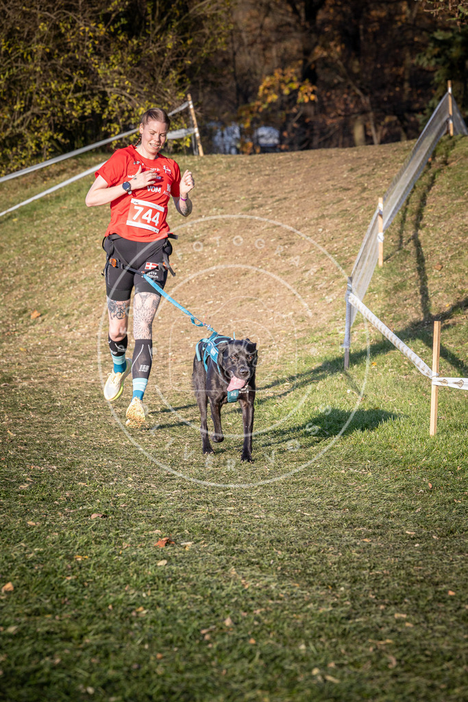 CaniXpix_0L8A9889 | Hundefotografie, Tierfotograf, Pfotenfotografie, Fotoshooting Hund, Hunde Portrait, Hundesport, Hundeportraits, Heideshooting, Hunde, Sportfotograf, Hundefotograf, Turnierhundsport, THS,  - Realisiert mit Pictrs.com