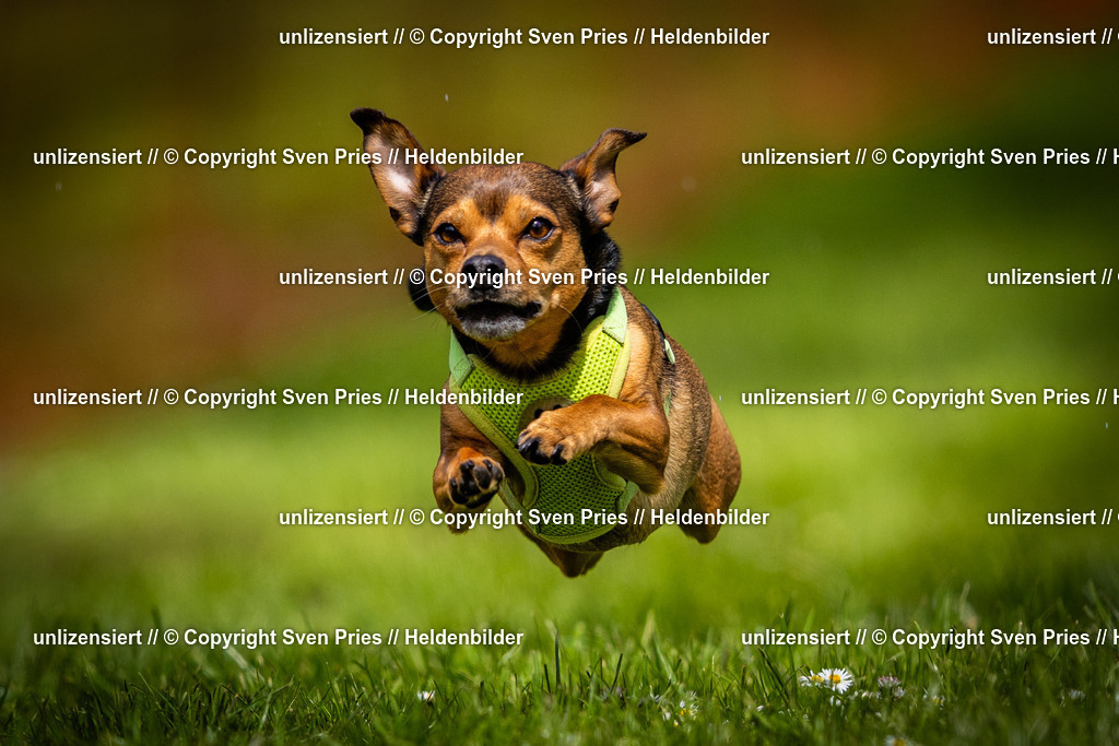 Sven Pries | 2025-04-13 - Hunderennen Baden-Baden - Realisiert mit Pictrs.com