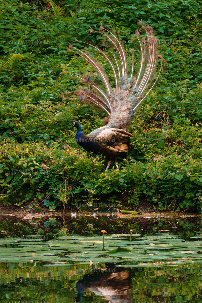 Daniel Wirth - www.allesWIRTHwild.de -DSC03288 | Entdecke die faszinierende Welt der Natur- und Wildlife-Fotografie von Daniel und Bärbel. Inspirierende Bilder von wilden Tieren und kleinen Naturwundern.