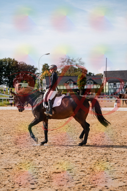 2026_10_03_Siefer-Hof_133502_Z63_94083632 | Professionelle Reitsport-, Turnier- und Eventfotografie von Robert Broda. Galerien mit ausgewählten und bearbeiteten Bildern direkt online ansehen und bestellen.