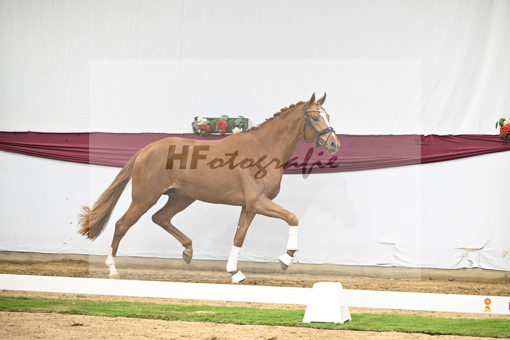 Kat-Nr. 137 Zackerey x Sarkozy_Joachim May_47254634 | hf-fotografie - Realisiert mit Pictrs.com