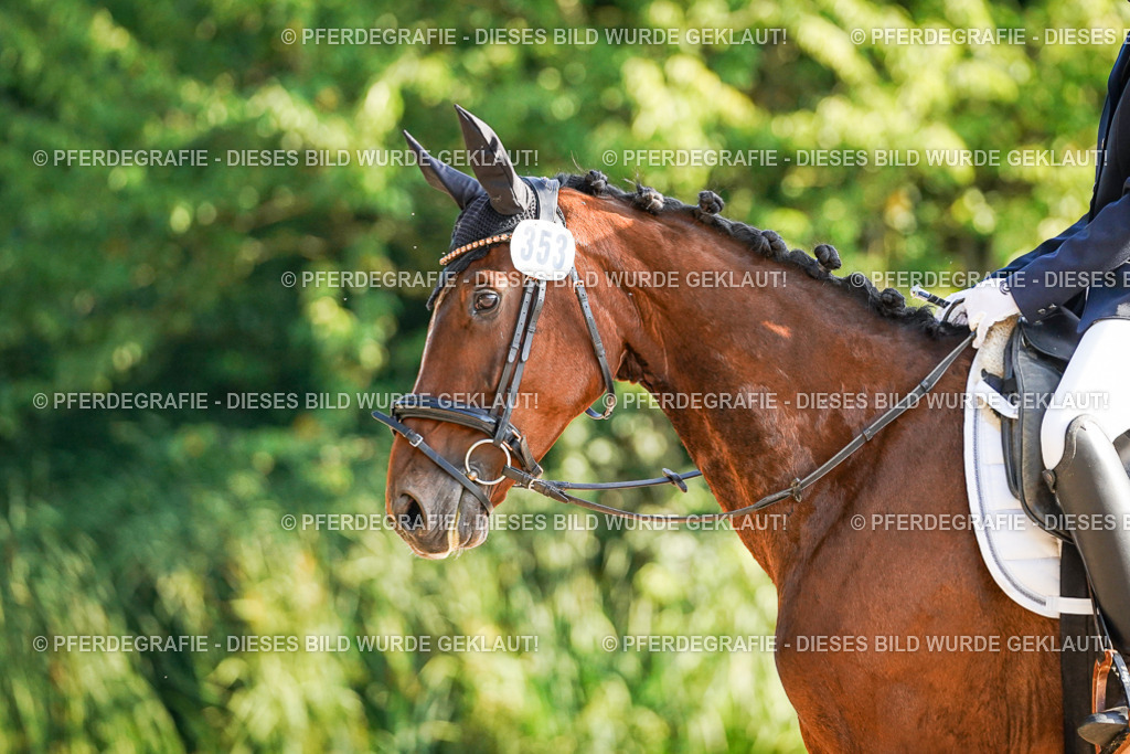 DSC07961 | Pferdegrafie