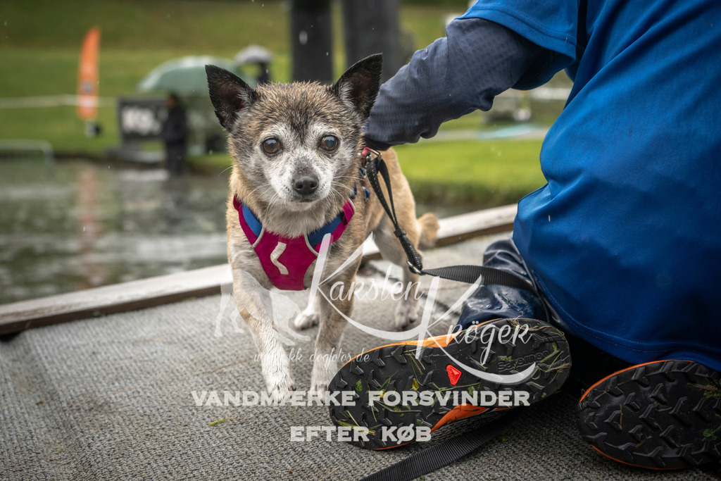 1555_ZZ95746-2 | kk-dogfotos