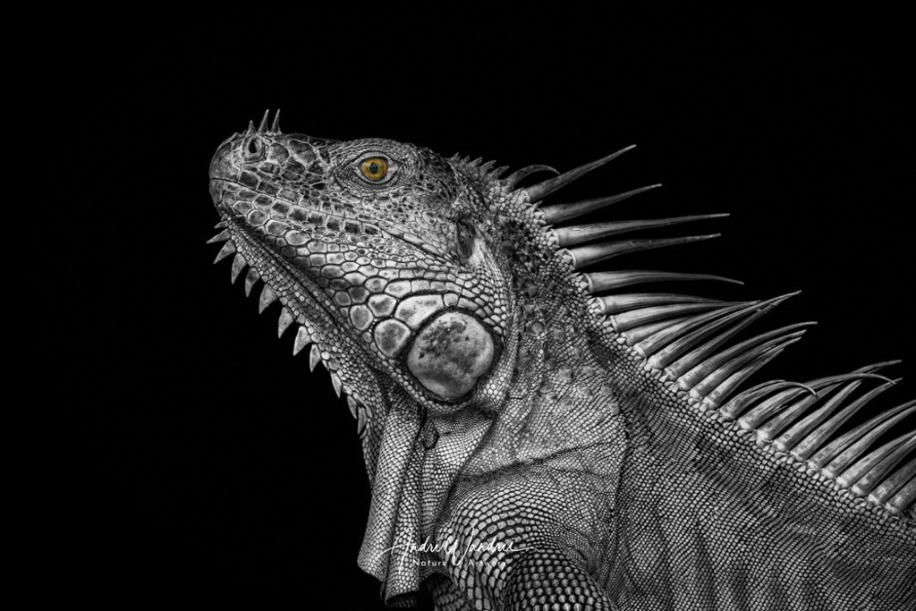 Tropenechse (Color Key Version) | Andre Wandrei - Nature Artworx - Realisiert mit Pictrs.com