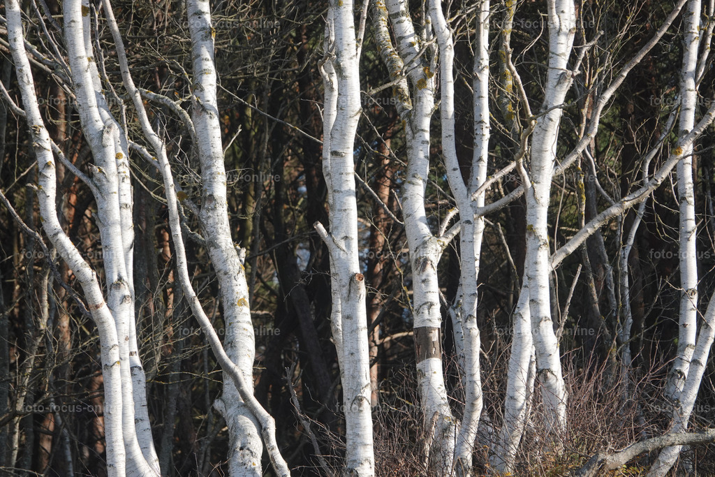  Trees in late autumn | foto-focus-online
