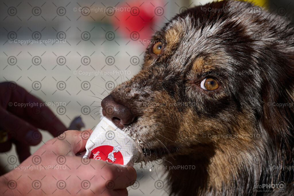 241_202509_4Hundebadetag_NZ9_2938 | proPHOTO - Realisiert mit Pictrs.com